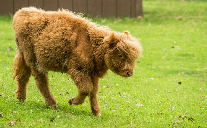 Busch Gardens Williamsburg add new baby cow to Highland Stables