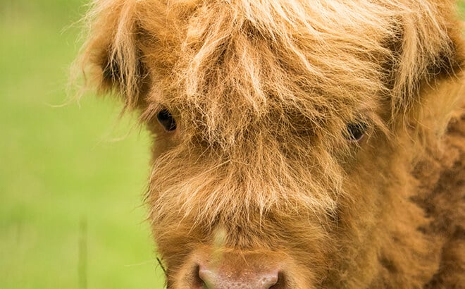 New Scottish Highland cattle calf at Busch Gardens
