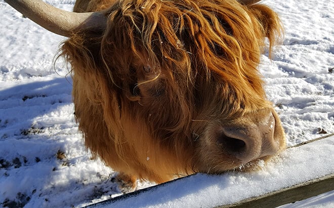 Cow enjoys the snow at Busch Gardens Williamsburg