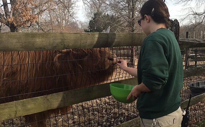 Zoological Team Member feeding one of our cattle