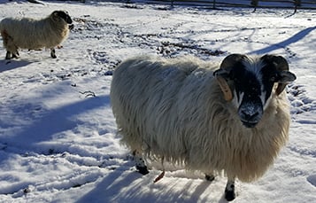 Sheep enjoying the winter weather