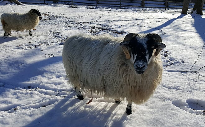 Sheep enjoying the winter weather at Busch Gardens Williamsburg