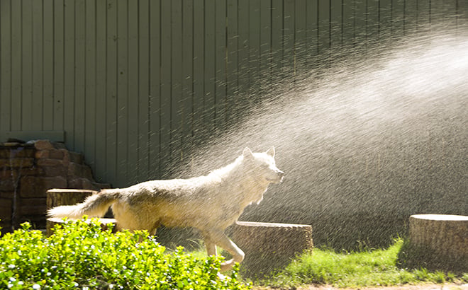 Keeping Cool in the Summer: Animal Edition