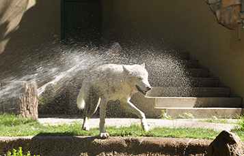 Keeping Cool in the Summer: Animal Edition