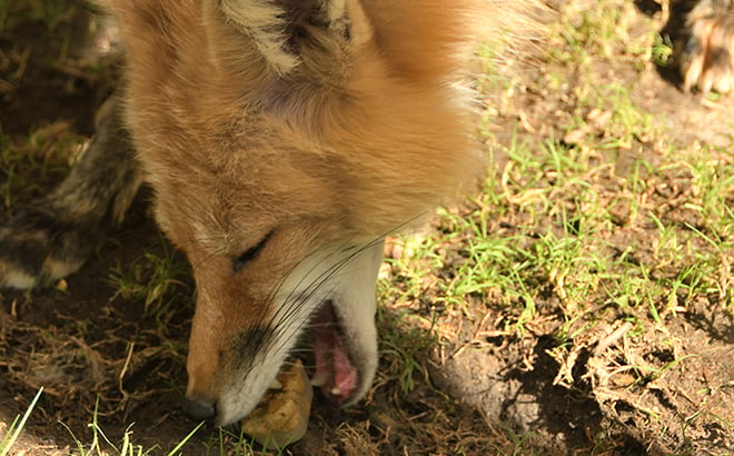 Keeping Cool in the Summer: Animal Edition