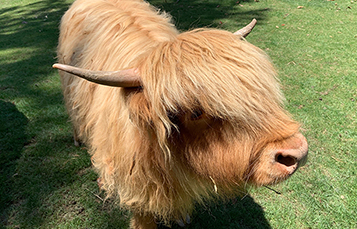 Poppy the Scottish Highland Cow