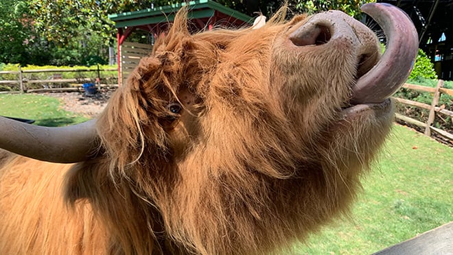 Poppy the Scottish Highland Cow