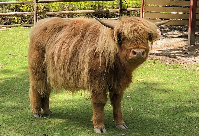 Poppy the Scottish Highland Cow