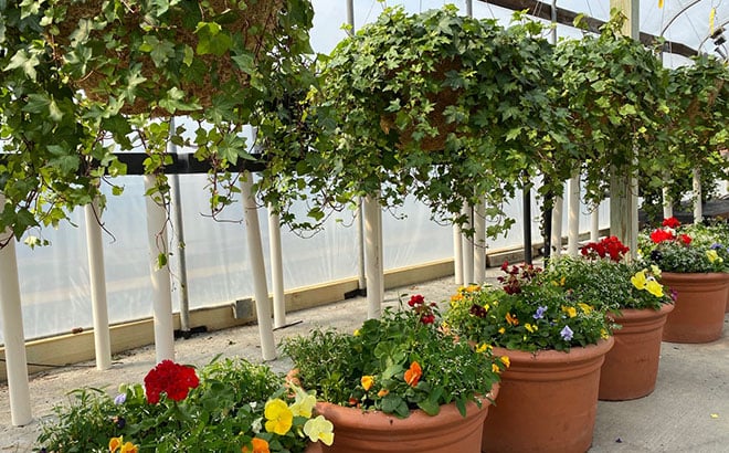 Hanging baskets and flower containers inside the greenhouse at Busch Gardens Williamsburg