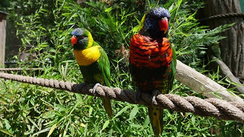 Come to Lorikeet Glen to see and hear our birds!