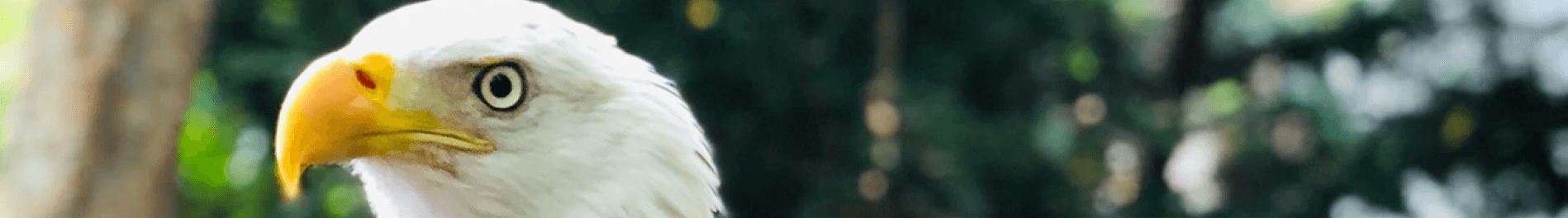 Busch Gardens Birds of Prey