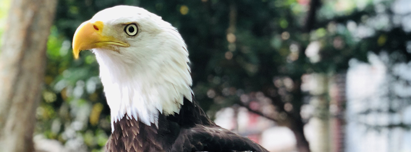 Stop by Eagle Ridge to see our birds of prey!
