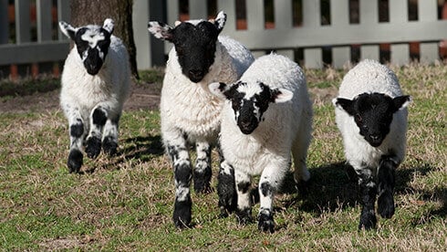 Visit our sheep at Highland Stables!