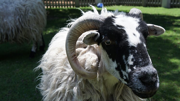 Visit our sheep at Highland Stables!