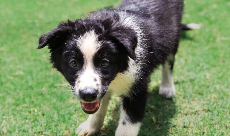 Visit our Border Collies at Highland Stables!