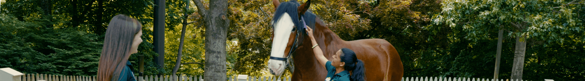 Clydesdale Horses at Busch Gardens
