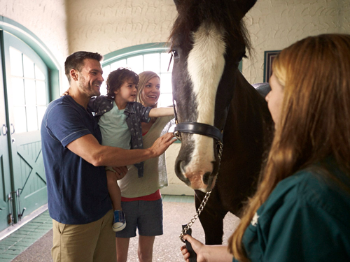 Family meeting a Clydesdale horse during a tour