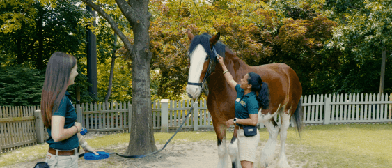 Clydesdale Horses at Busch Gardens