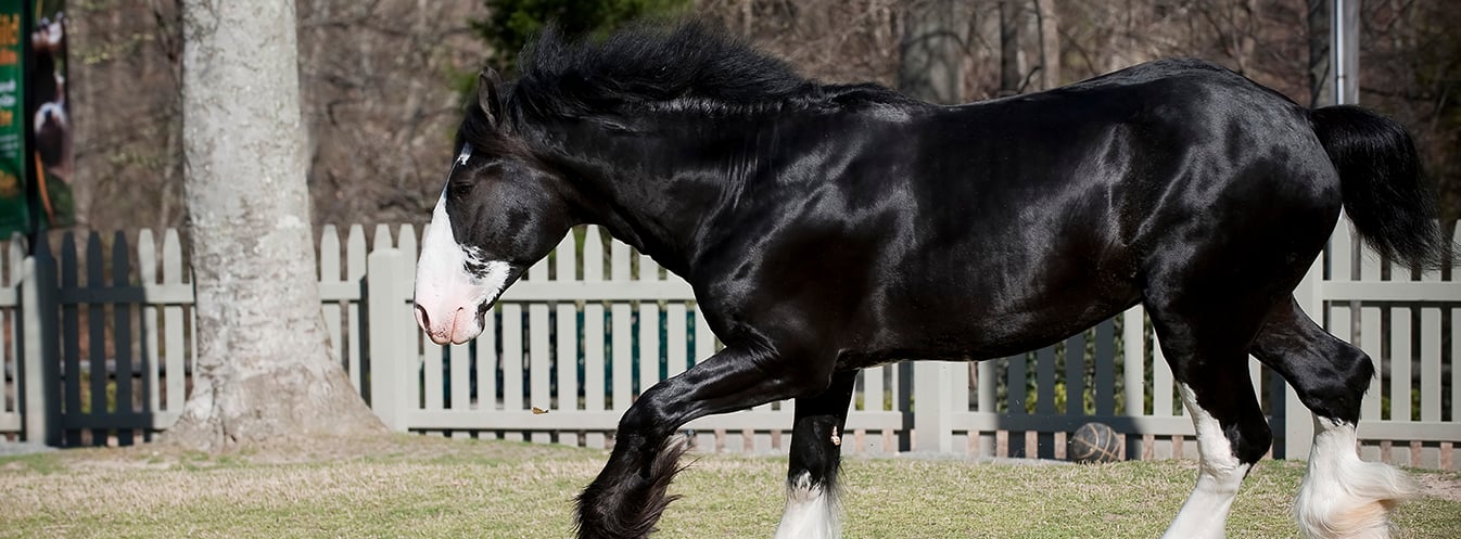 Visit our Clydesdale Horses at Highland Stables!