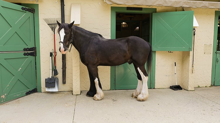 Visit our Clydesdale Horses at Highland Stables!