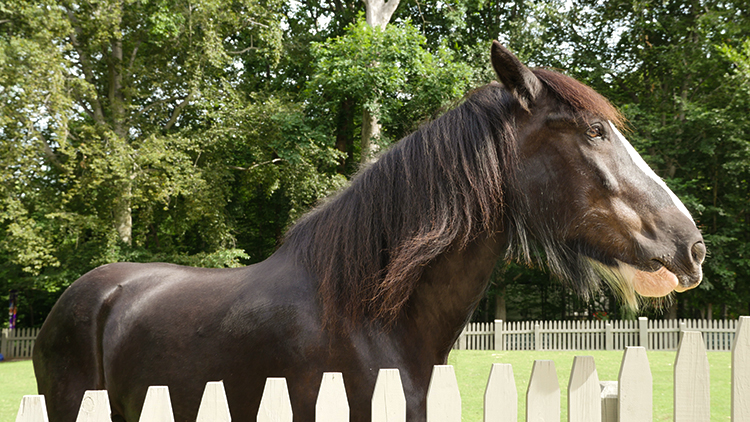 Visit our Clydesdale Horses at Highland Stables!