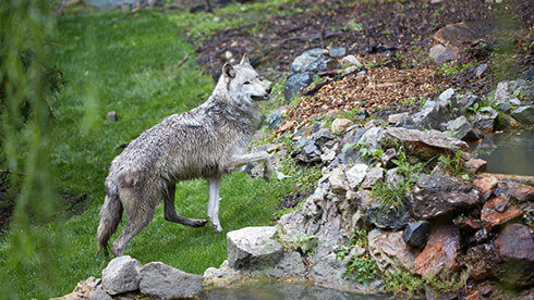 Visit our gray wolves at Wolf Haven!