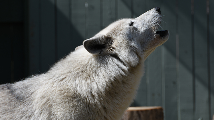 Visit our gray wolves at Wolf Haven!