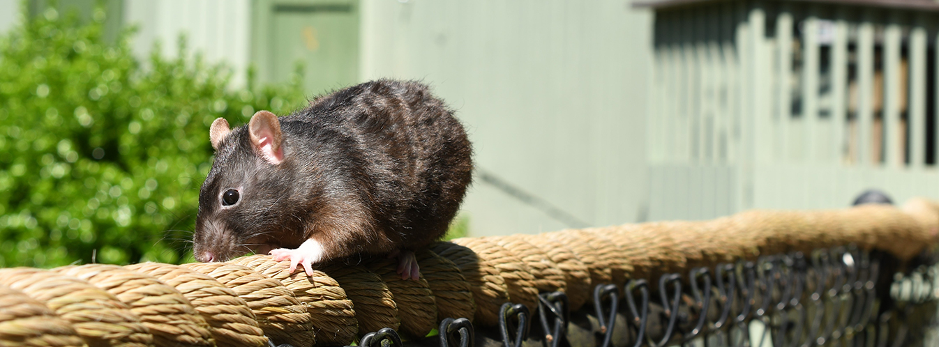 See our rats in Howl to Coexist