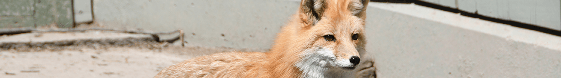 Red Fox at Busch Gardens