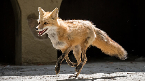 Red Foxes at Busch Gardens Williamsburg