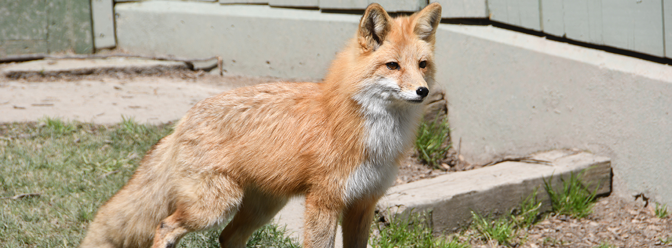 Red Foxes at Busch Gardens Williamsburg