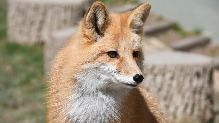 Red Foxes at Busch Gardens Williamsburg