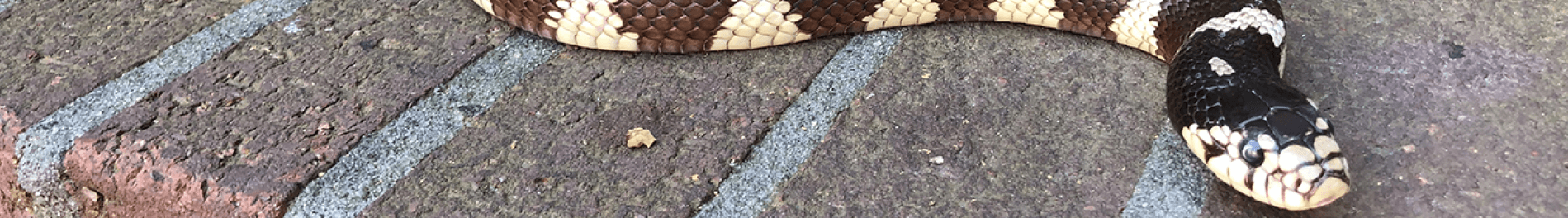 Reptiles at Busch Gardens