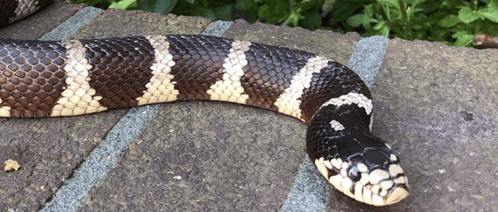 Reptiles at Busch Gardens