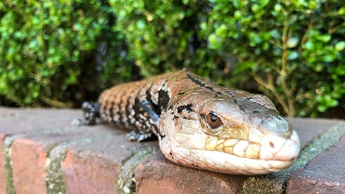 Visit our reptiles at Busch Gardens Williamsburg