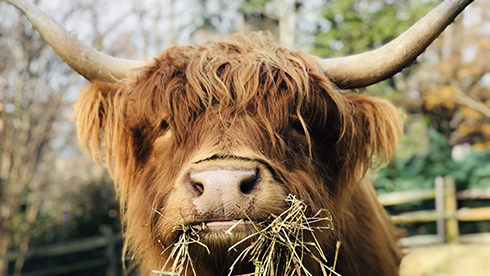 Scottish Highland Cows
