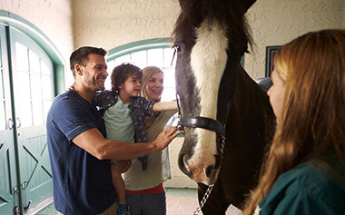 Stop by Highland Stables and see our Clydesdale horses