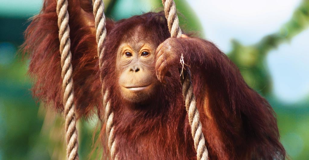 A climbing orangutan